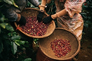 Cà phê Việt Nam tiếp tục vươn xa, xuất khẩu đạt kỷ lục 7 tỷ USD sau 9 tháng  
