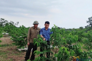 Quảng Ninh thành lập Trung tâm Khuyến nông và Quản lý bảo vệ, phát triển rừng