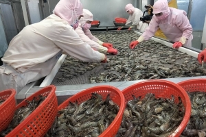 Hướng đi cho tôm Việt trước thách thức từ thuế quan
