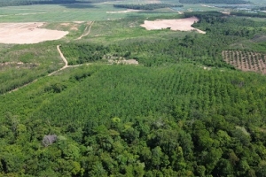 Gia Lai rà soát toàn diện dự án chuyển đổi 50.000 ha rừng nghèo sang trồng cao su