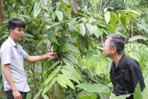 Phát huy giá trị cây chè hoa vàng, hướng tới sinh kế bền vững ở xã Tiền Phong