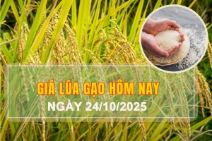 Giá lúa gạo hôm nay 24/10: Gạo xuất khẩu giảm nhẹ, lúa tươi đồng loạt giảm mạnh