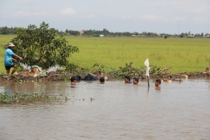 Tây Ninh: Hơn 633 ha lúa, cây ăn trái và rau màu bị thiệt hại do mưa lũ