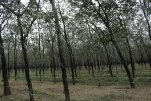 Đồng Nai dự kiến thu hồi khoảng 3.400 ha đất cao su để triển khai các dự án trọng điểm