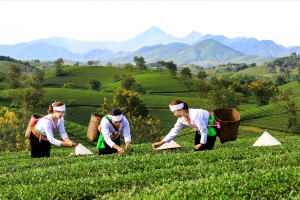 Phú Thọ: OCOP - Cầu nối giữa nông sản và du lịch
