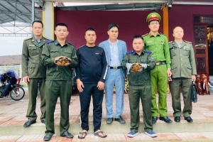 Hà Tĩnh: Bàn giao 2 cá thể rùa viền quý hiếm để thả về môi trường tự nhiên