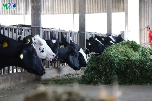 Mộc Châu Milk lên kế hoạch chi trả cổ tức đợt 1/2025