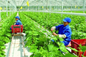 Chuyển đổi nông nghiệp sinh thái: Hướng đi tất yếu cho tương lai xanh của Việt Nam