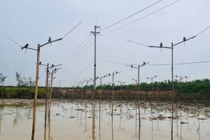 Tăng cường kiểm tra, xử lý hành vi bẫy bắt chim hoang dã tại xã Giai Lạc