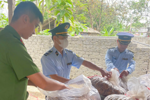 Phát hiện 1,5 tạ măng khô không rõ nguồn gốc, hộ kinh doanh tại Nghệ An bị phạt 12 triệu đồng