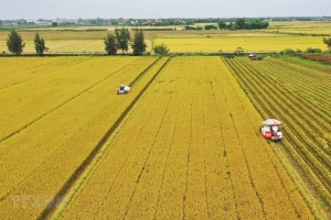 Cấp bách xây dựng bộ tiêu chí "sức khỏe đất lúa"