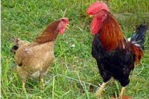 Bí quyết phân biệt gà non và gà già: Mẹo chọn gà luộc, gà hầm chuẩn vị cho người nội trợ