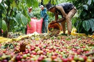 Cơ hội vàng cho Robusta Việt Nam: Mỹ tăng nhu cầu, nhưng thiếu bộ tiêu chuẩn đặc sản