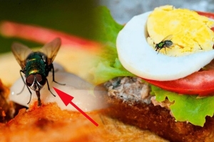 Để ruồi muỗi bâu vào đồ ăn, người bán có thể bị phạt đến 2 triệu đồng