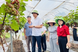 Khuyến nông Hà Nội: Kết nối sản xuất – tiêu thụ nông sản bền vững