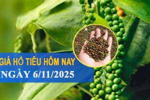 Giá tiêu hôm nay 6/11: Thị trường lặng sóng, giá tiêu xuất khẩu giảm mạnh