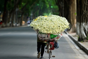 Hà Nội trong bản giao mùa của cúc họa mi và hoa sữa