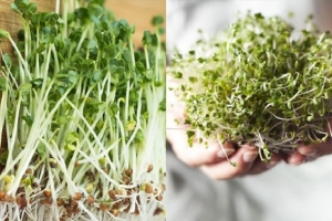 Ăn mầm cải xanh có tác dụng gì cho cơ thể?