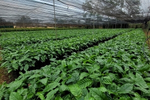 HAGL đầu tư 30 triệu cây giống cà phê, mở rộng 10.000ha vùng nguyên liệu tại Việt Nam và Lào