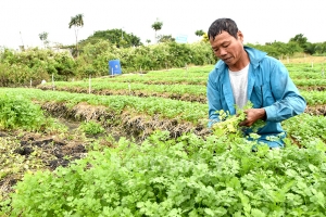 Phường Phú Thượng – Làng nghề rau sạch của Thủ đô Hà Nội
