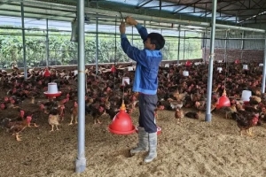 TP. HCM: Tiến hành quan trắc, giám sát môi trường để cảnh báo dịch bệnh đối với ngành chăn nuôi