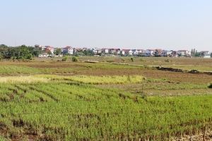 Bắc Ninh thực hiện chuyển đổi cơ cấu cây trồng, vật nuôi trên đất trồng lúa