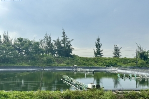 Thanh Hóa chú trọng phát triển thủy sản công nghệ cao