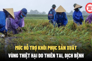 Đồng Tháp ban hành, quy định mức hỗ trợ sản xuất nông nghiệp do thiên tai, dịch bệnh