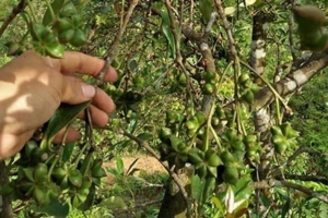 Sản vật hiếm nhưng một tỉnh trồng hơn 43.000 ha, thu 47 triệu USD