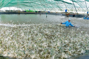Ngành tôm đồng bằng sông Cửu Long tăng tốc chuyển đổi xanh, hướng tới nuôi trồng bền vững