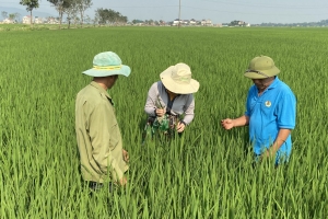 Dịch hại vụ thu đông đe dọa năng suất, ĐBSCL triển khai biện pháp khẩn cấp