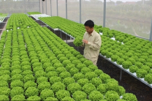 TP. Hồ Chí Minh thúc đẩy đột phá trong phát triển nông nghiệp sạch, hướng đến đô thị hiện đại và bền vững