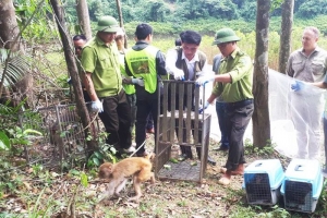Lào Cai triển khai kế hoạch cao điểm ngăn chặn vi phạm về động vật hoang dã và nguồn lợi thủy sản