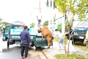 Đà Nẵng: Phường Liên Chiểu ra quân cao điểm xử lý vấn nạn trâu, bò, động vật nuôi thả rong