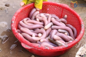 Chủ động nguồn giống sá sùng tại Quảng Ninh