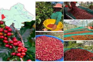 Bảo hộ chỉ dẫn địa lý “Khe Sanh” cho sản phẩm cà phê