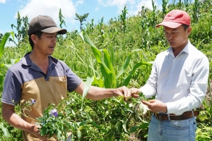 Quảng Ngãi: Dược liệu trở thành động lực nâng cao đời sống vùng cao