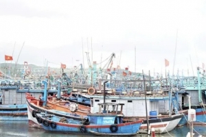Gia Lai chủ động triển khai ứng phó với bão số 15