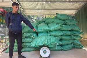 Cao Bằng bắt giữ 2 vụ vận chuyển hơn 1,7 tấn cau khô không rõ nguồn gốc