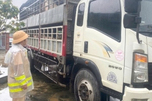 Cảnh sát giao thông Gia Lai phát hiện hai xe tải chở 72 con heo nghi nhiễm dịch bệnh