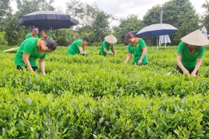 Kinh tế tập thể – Sức bật mới cho nông thôn Việt Nam