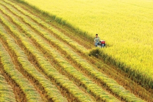 Ngành lúa gạo Việt Nam đặt mục tiêu chinh phục phân khúc cao cấp toàn cầu