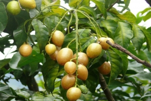Ít ai ngờ loại quả bé tẹo này lại là “ngôi sao” dinh dưỡng trong tự nhiên