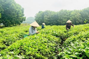 Để kinh tế tập thể, hợp tác xã đóng góp nhiều hơn cho nền kinh tế