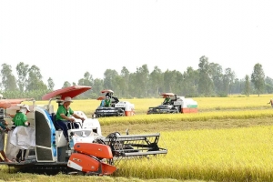 Tái cơ cấu nông nghiệp: Phát triển xanh, bền vững và giá trị gia tăng cao