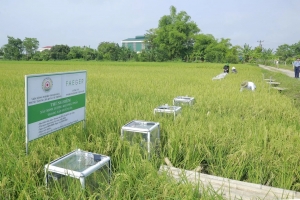 Khai thác tín chỉ các-bon: Hướng đi mới cho hạt lúa Thanh Hóa