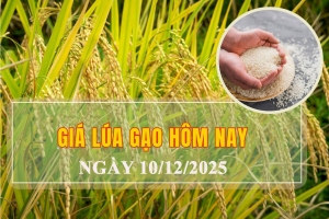 Giá lúa gạo hôm nay 10/12: Giá lúa biến động nhẹ