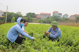Chủ động sản xuất để ổn định nguồn cung rau xanh dịp cuối năm