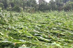 Hà Tĩnh hỗ trợ hơn 16 tỷ đồng mua giống ngô cho người dân vùng thiên tai