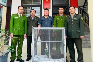 Hà Tĩnh: Người dân giao nộp cá thể chim công lục quý hiếm